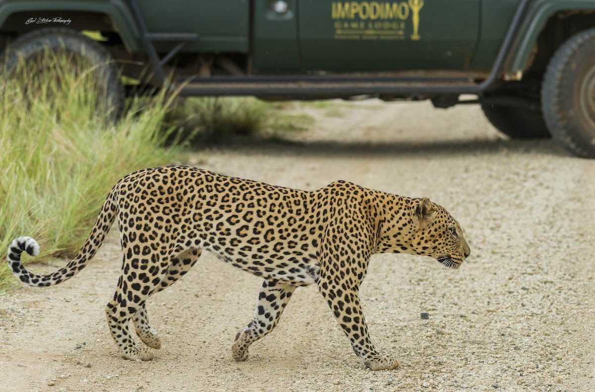 IMPODIMO GAME LODGE