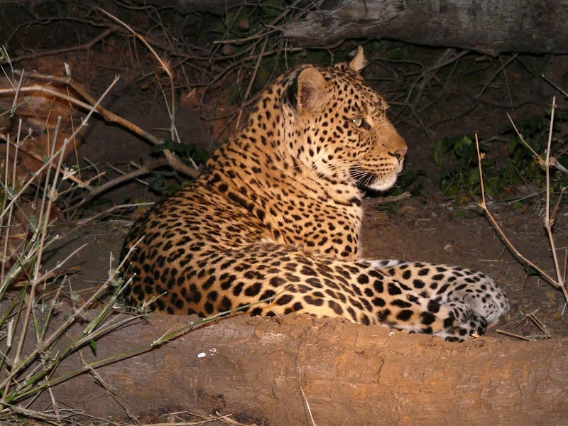 Kalahari