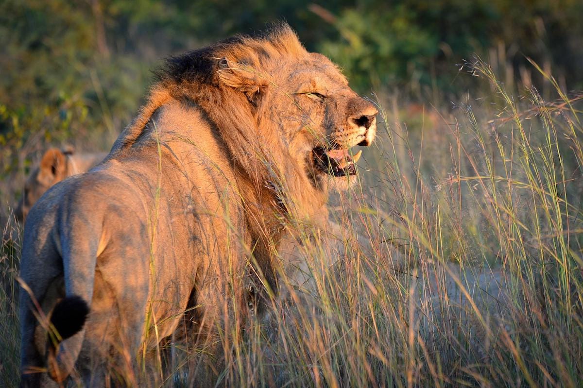 LUSH PRIVATE GAME LODGE