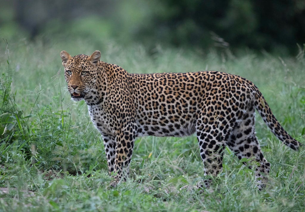 Botswana