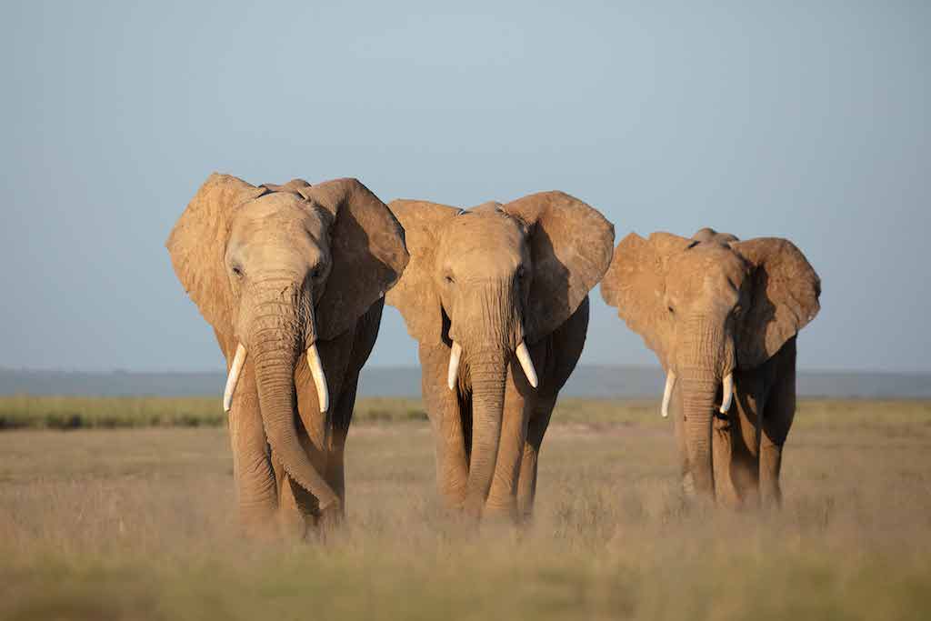 Amboseli