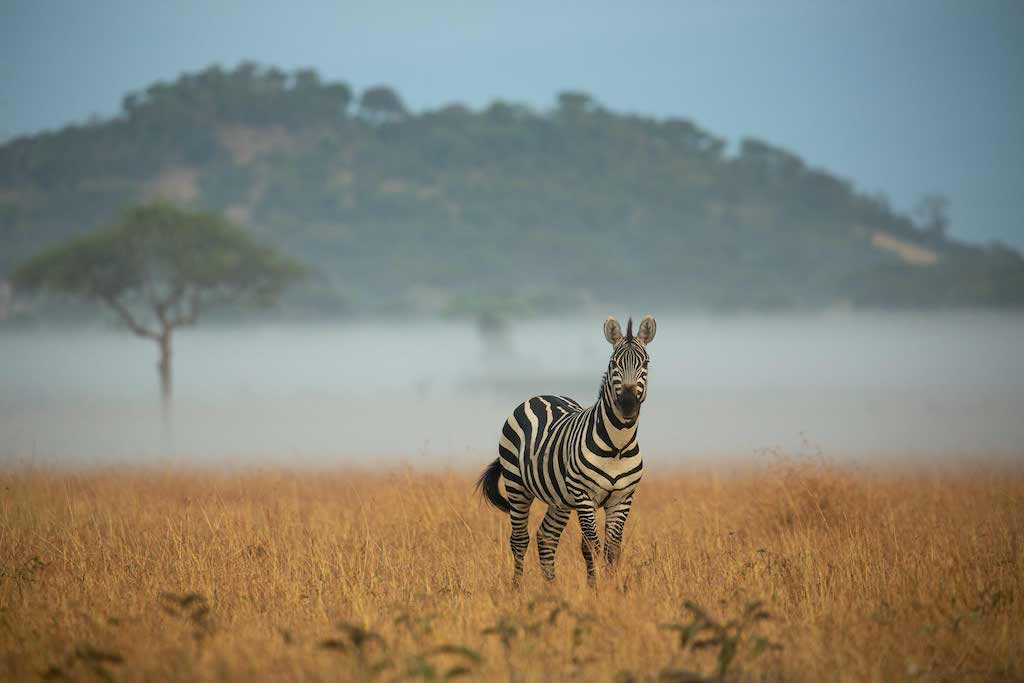 Tanzania