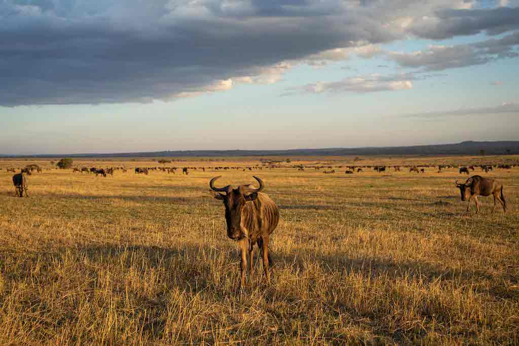 Tanzania