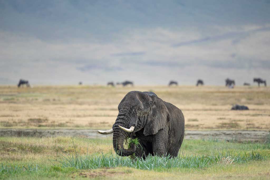 Tanzania