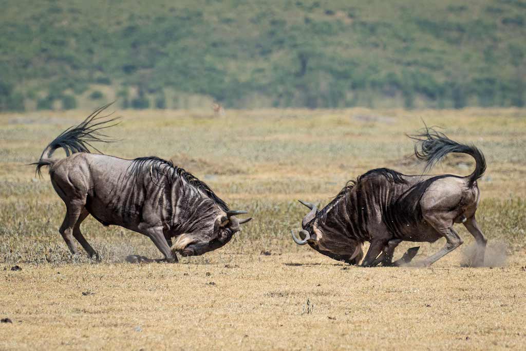 Tanzania