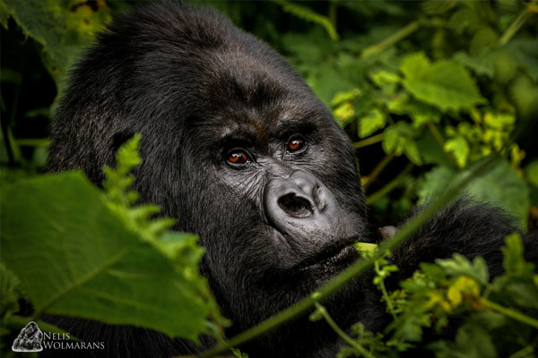 Congo