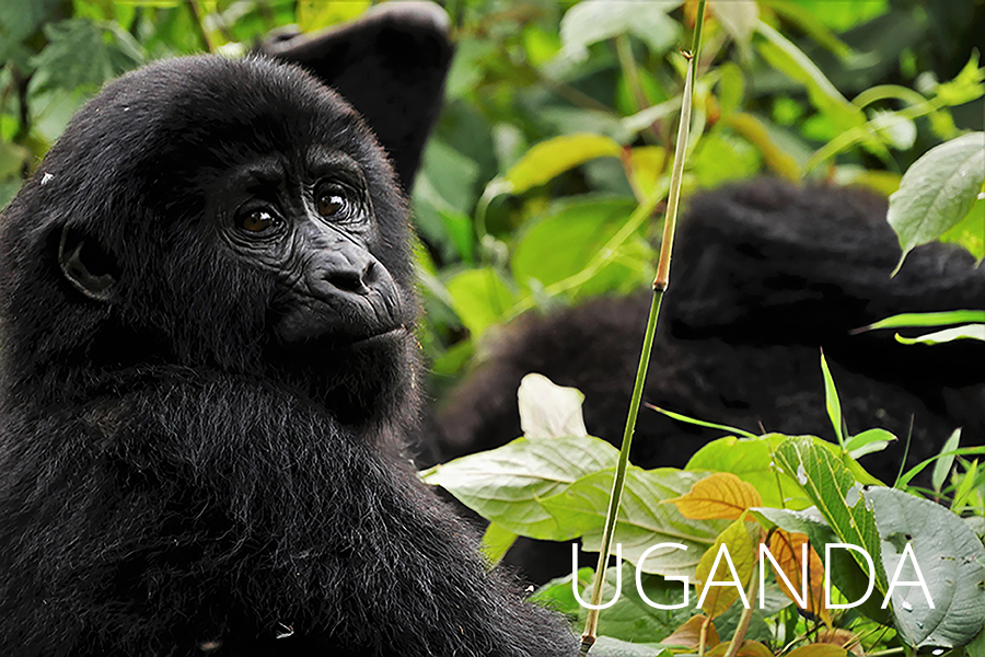 Uganda