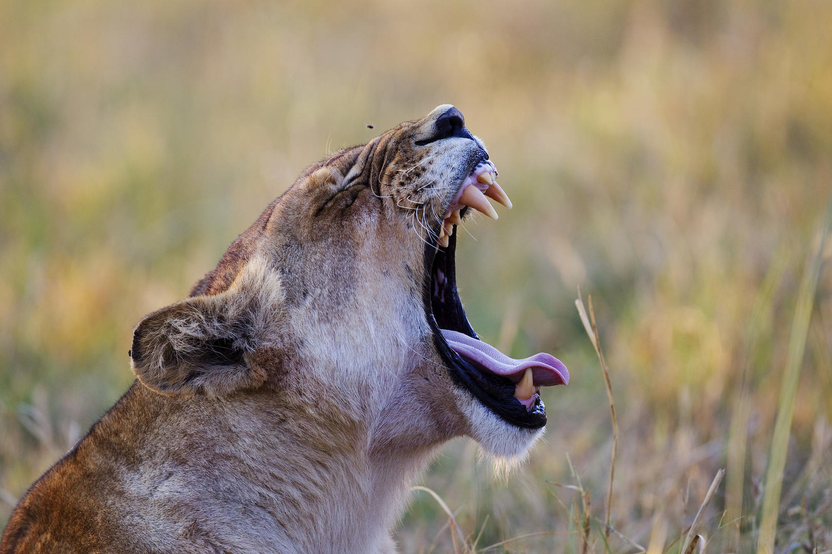 Big Five Safaris