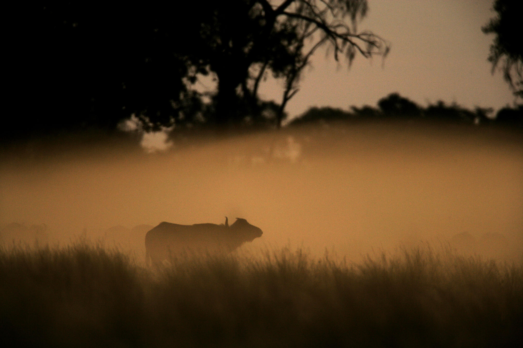 DUBA PLAINS CAMP