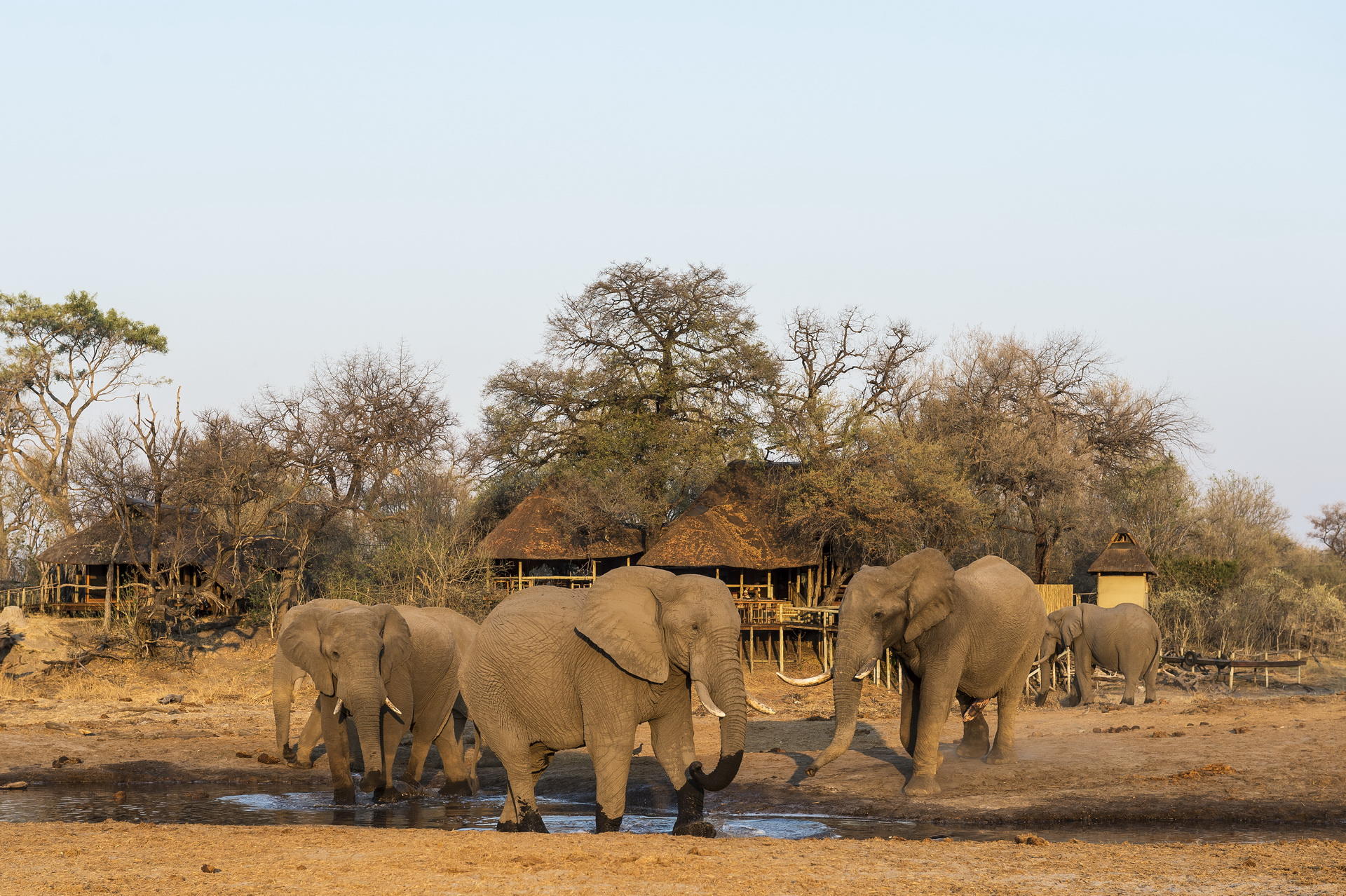 SAVUTI CAMP