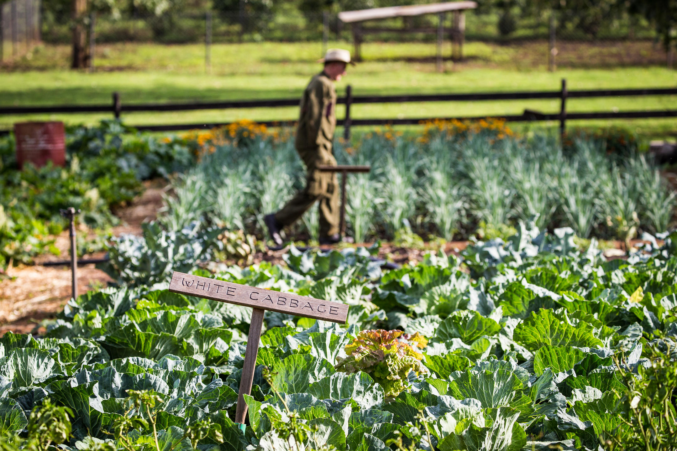 GIBBS FARM