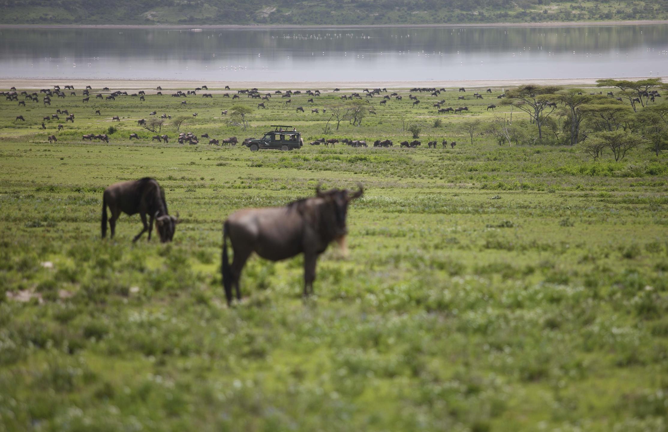 SERENGETI UNDER CANVAS
