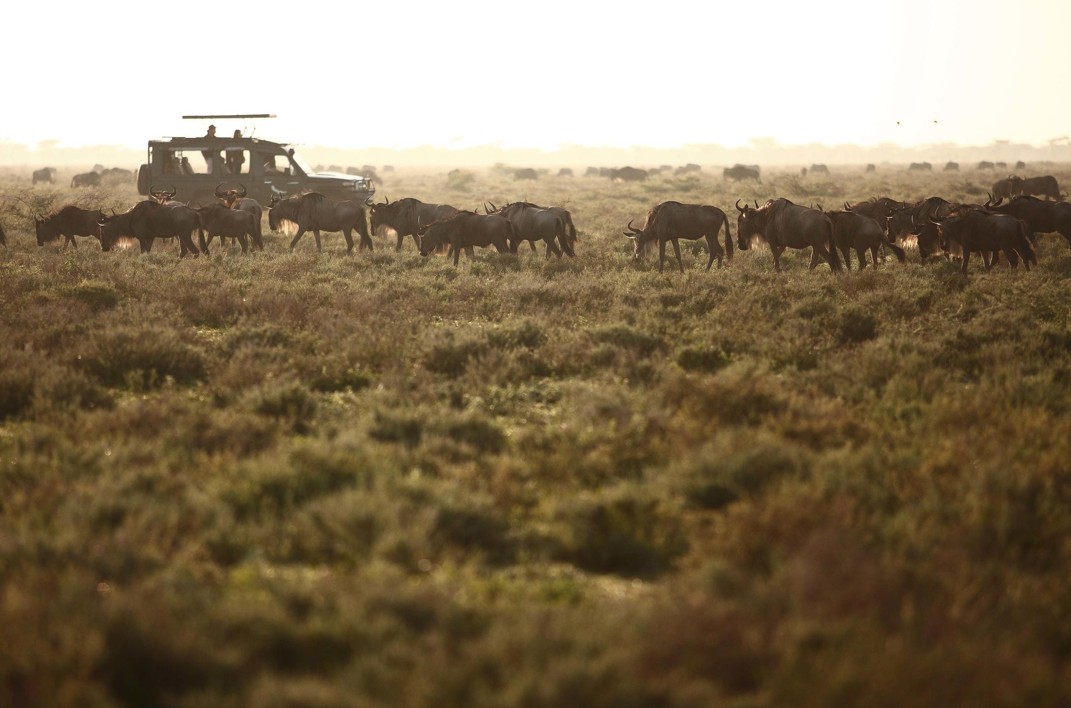 SERENGETI UNDER CANVAS