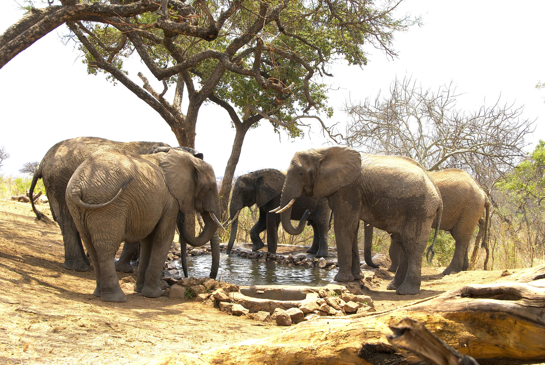 TARANGIRE TREETOPS