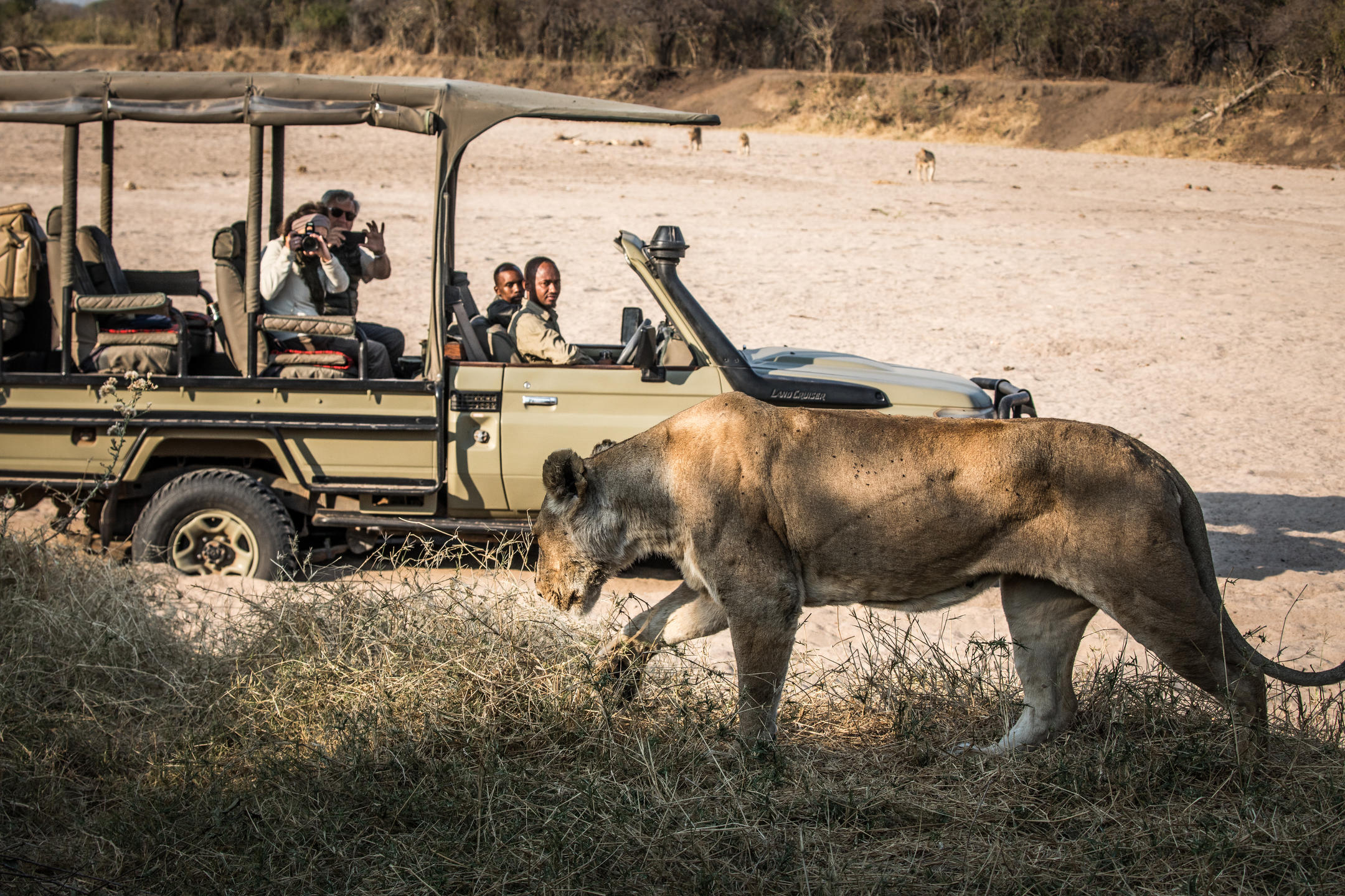 KIGELIA RUAHA