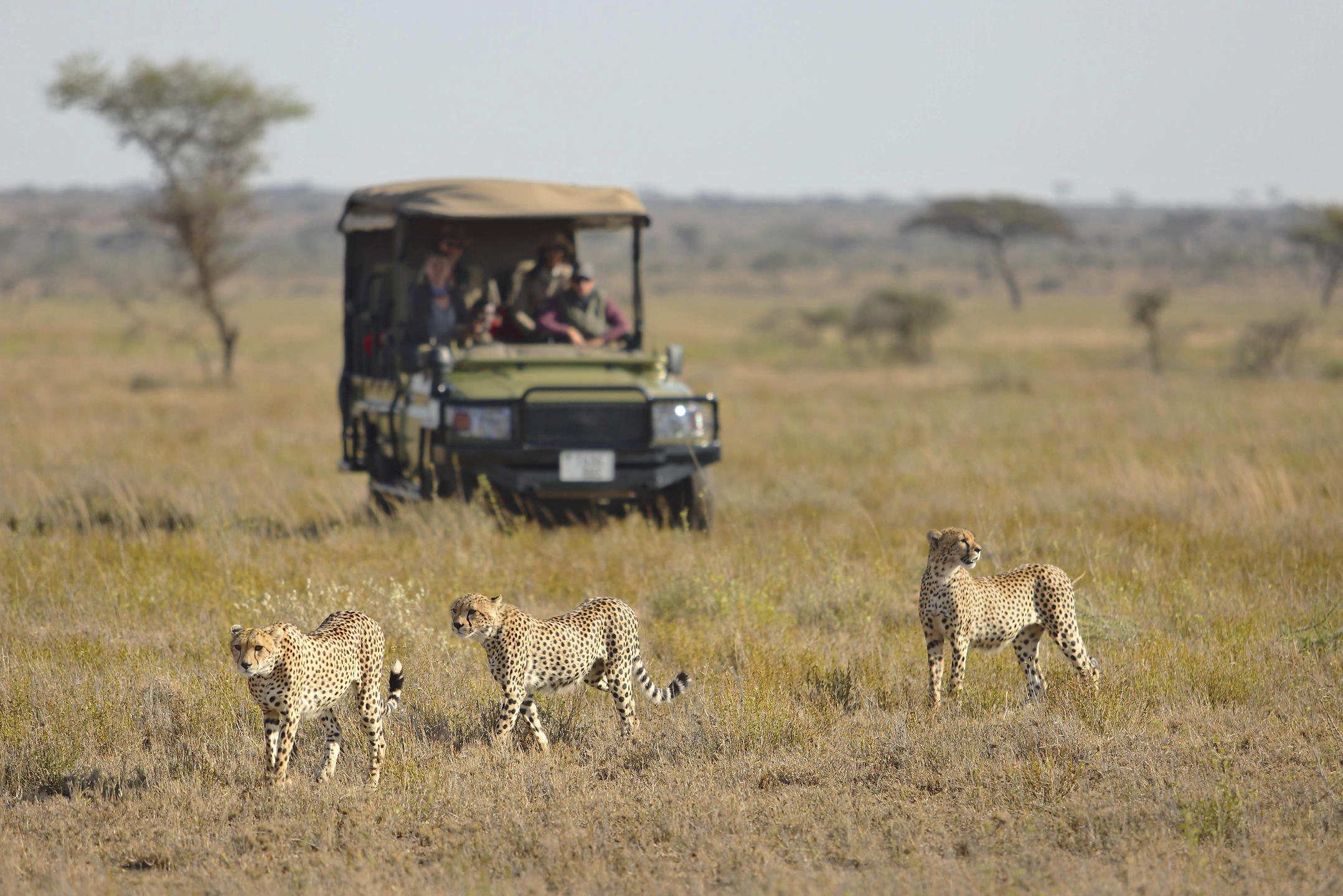 NAMIRI PLAINS CAMP