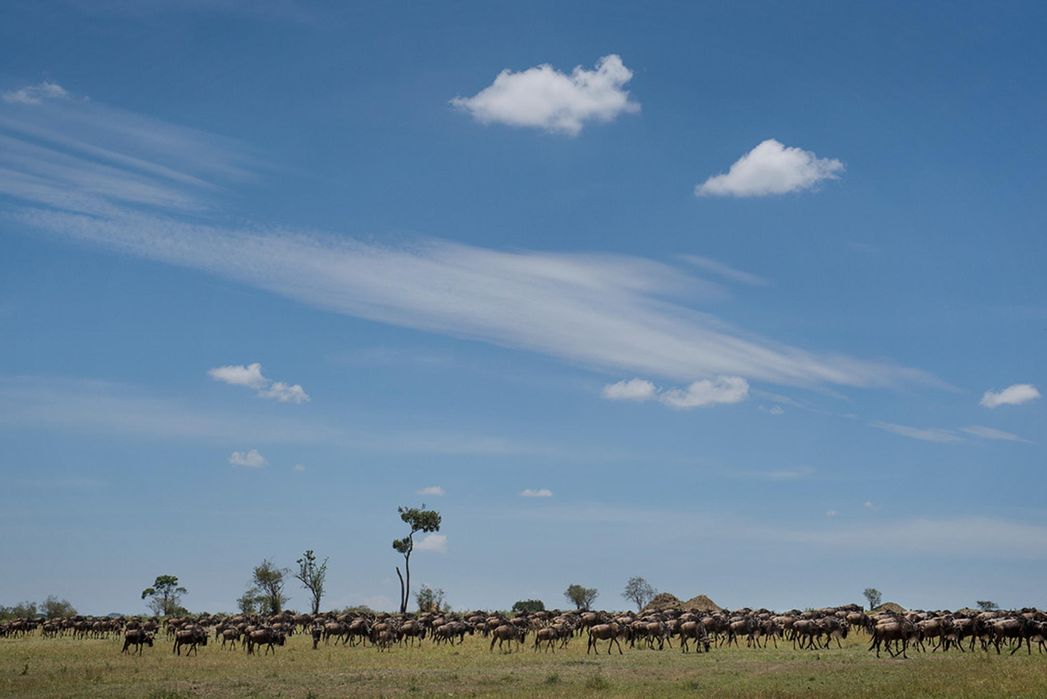 Serengeti