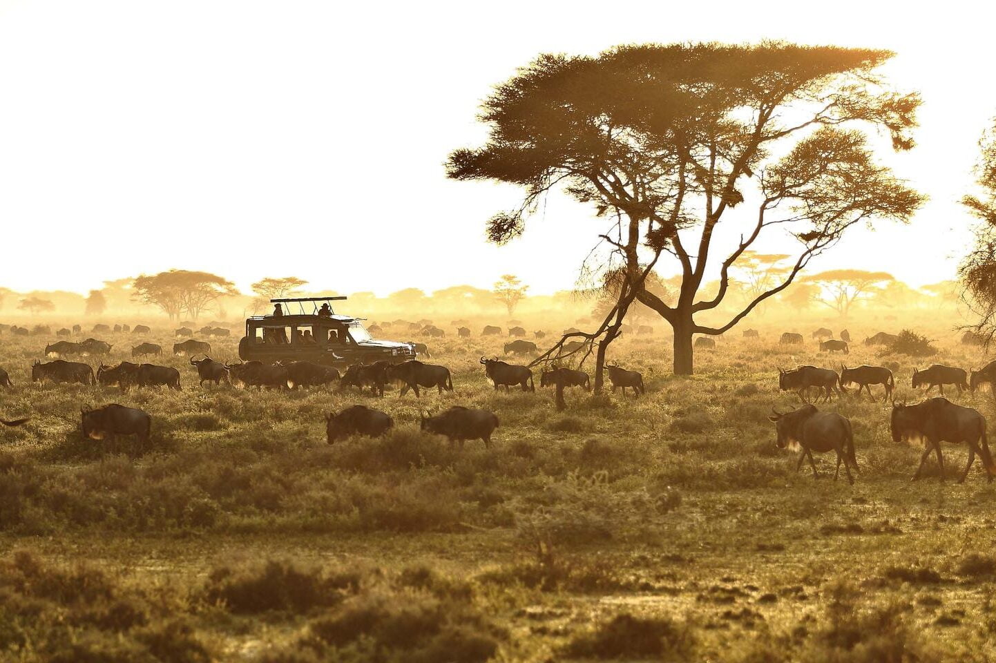 SERENGETI UNDER CANVAS