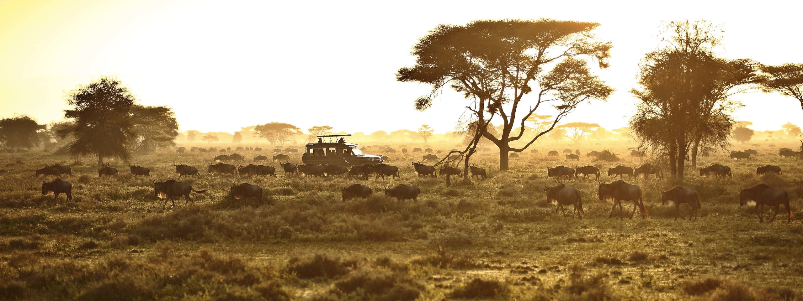 Serengeti Under Canvas