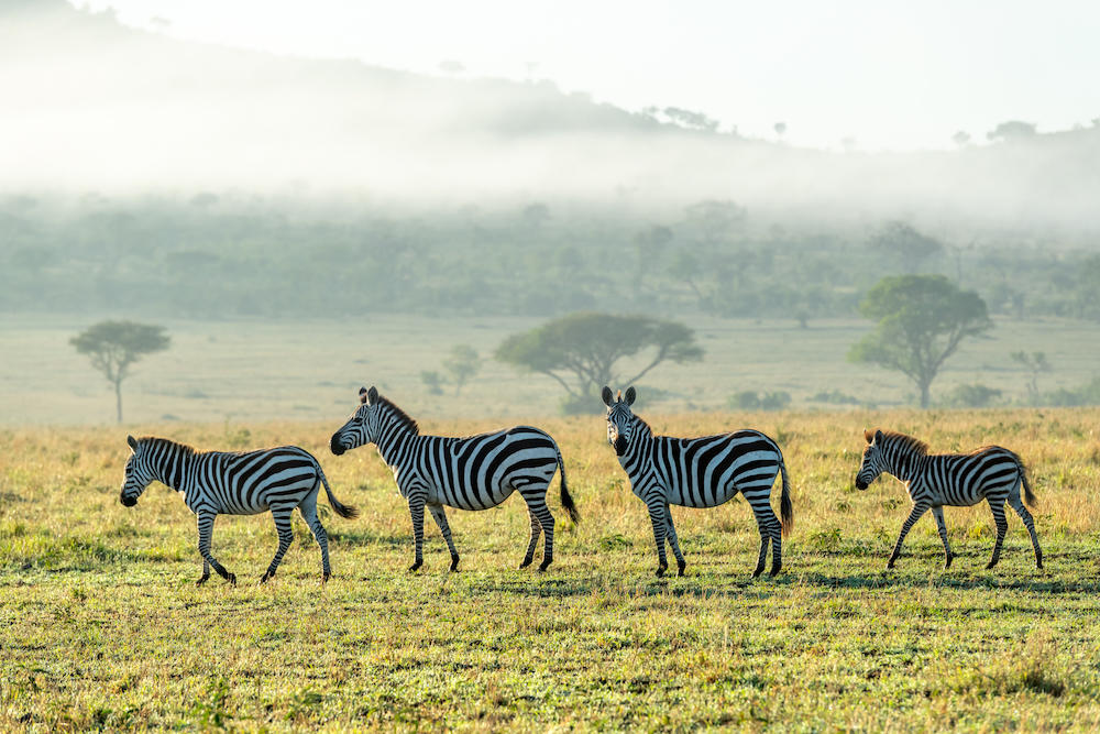 SABORA TENTED CAMP