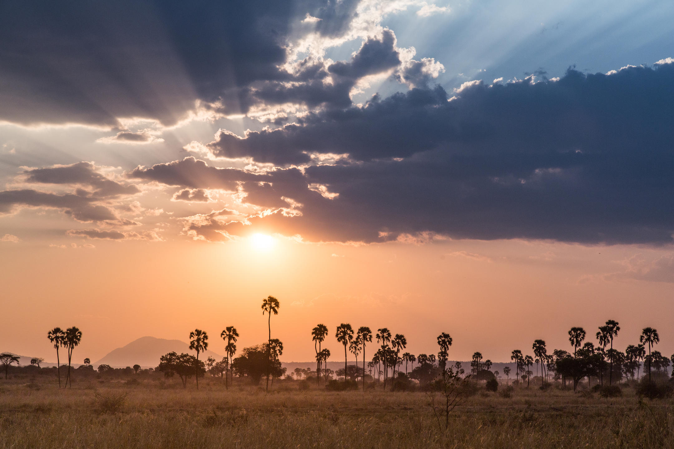 KIGELIA RUAHA