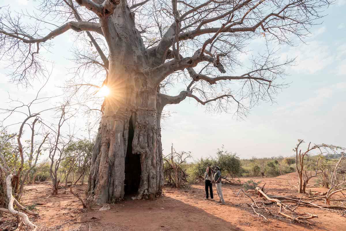 SAUSAGE TREE SAFARI CAMP