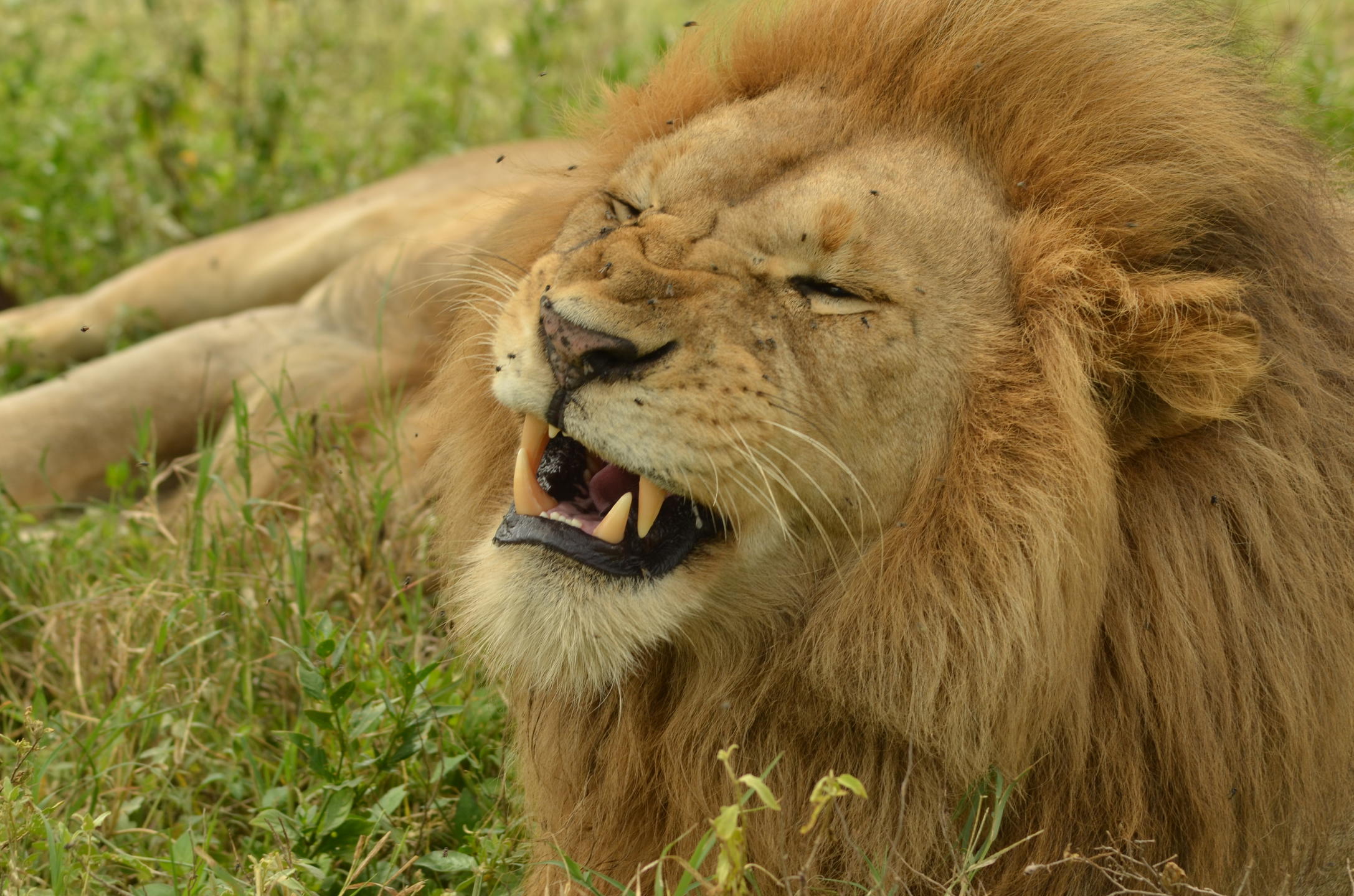 NDUTU TENTED CAMP