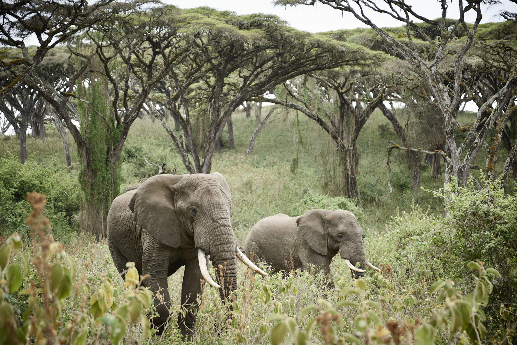 NGORONGORO CRATER CAMP