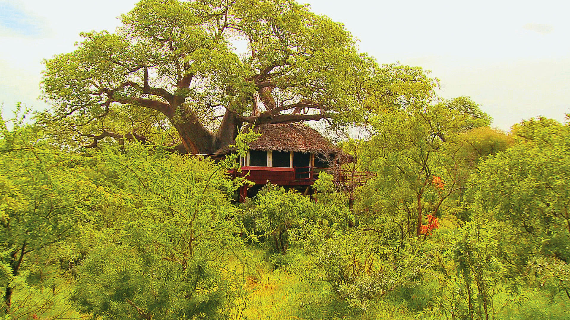 TARANGIRE TREETOPS