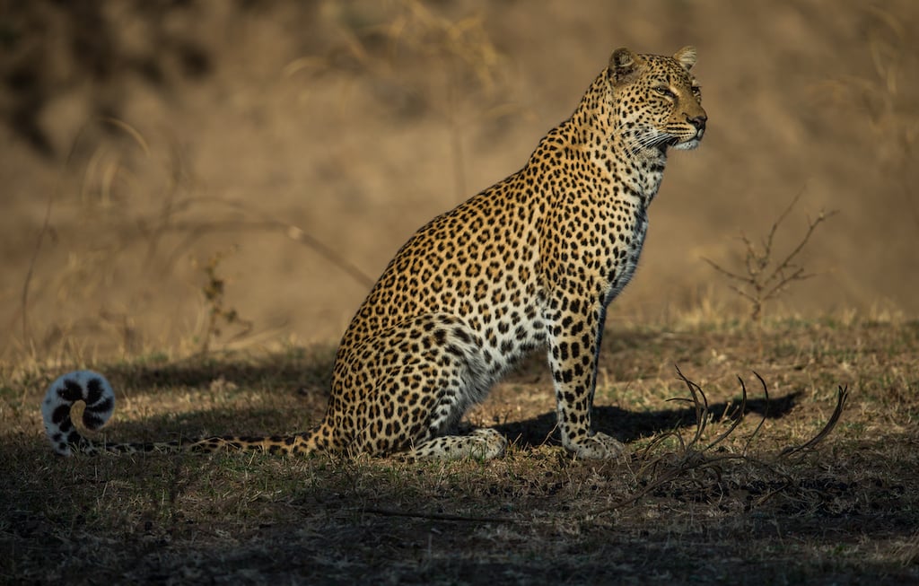 Zambia