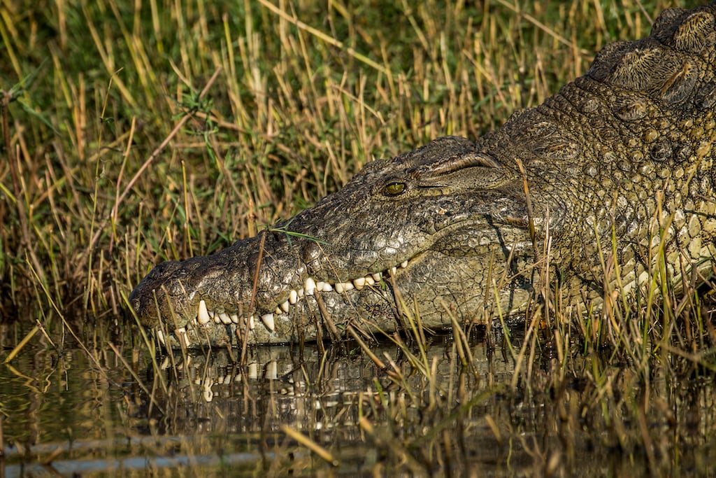 Lower Zambezi