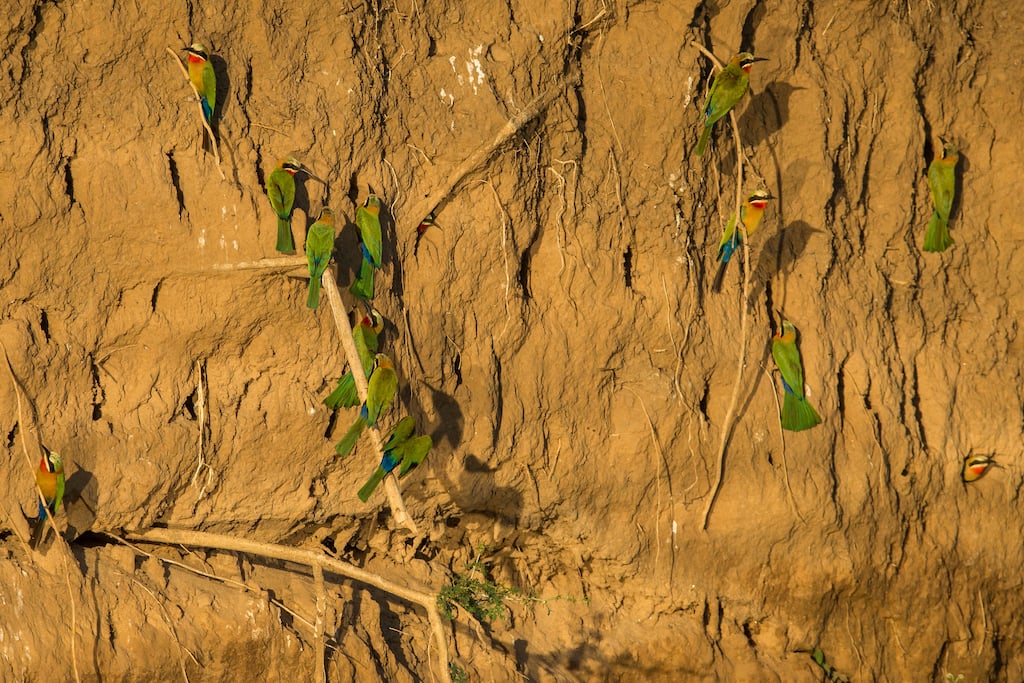Zambia