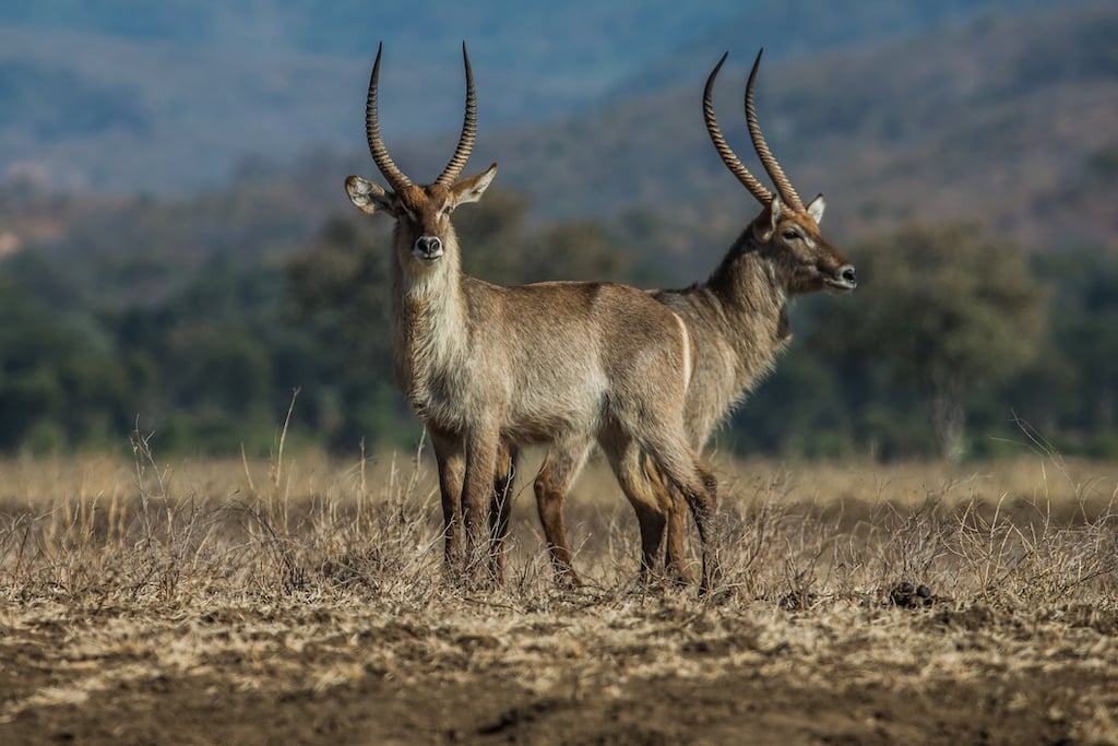 Zambia