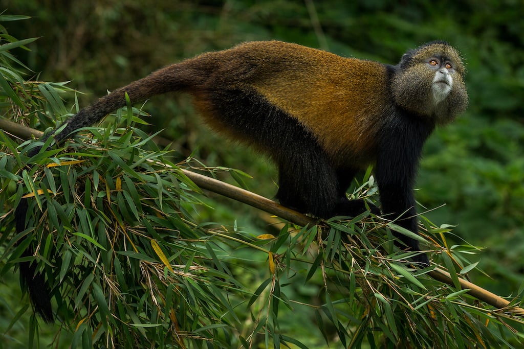 Rwanda