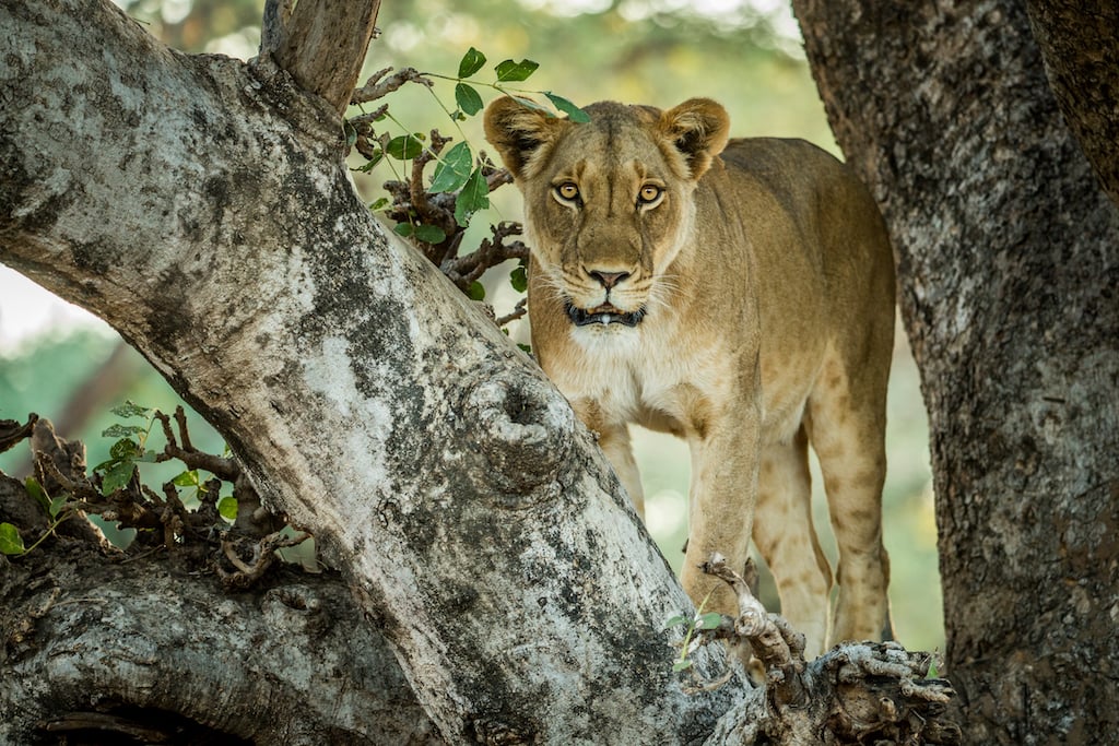 Zambia