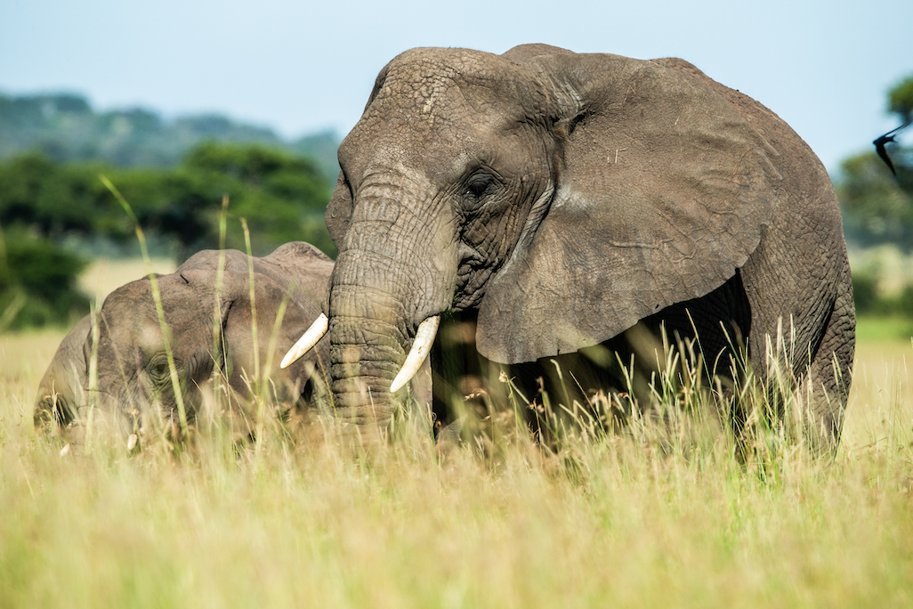 Nyerere National Park