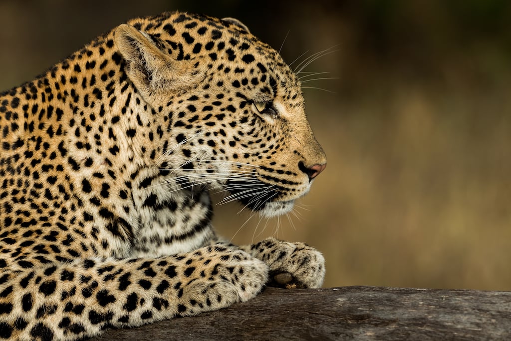 South Africa