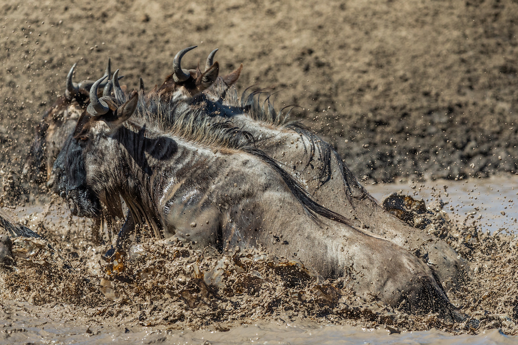 The Serengeti