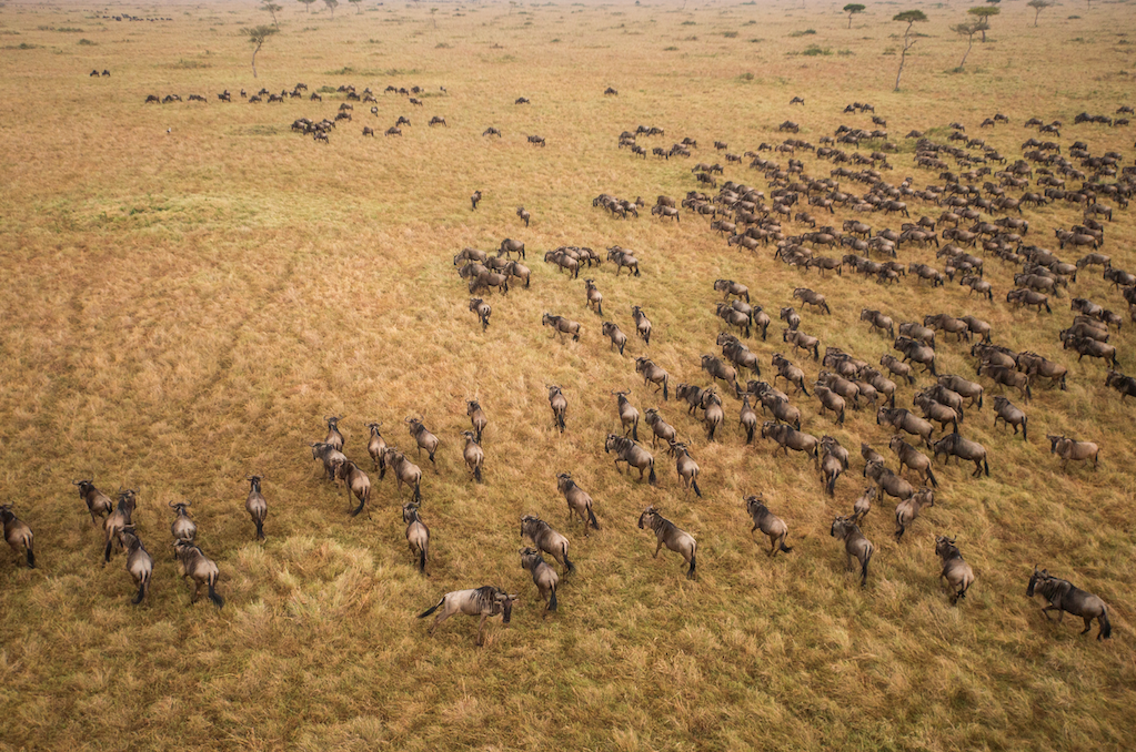Masai Mara
