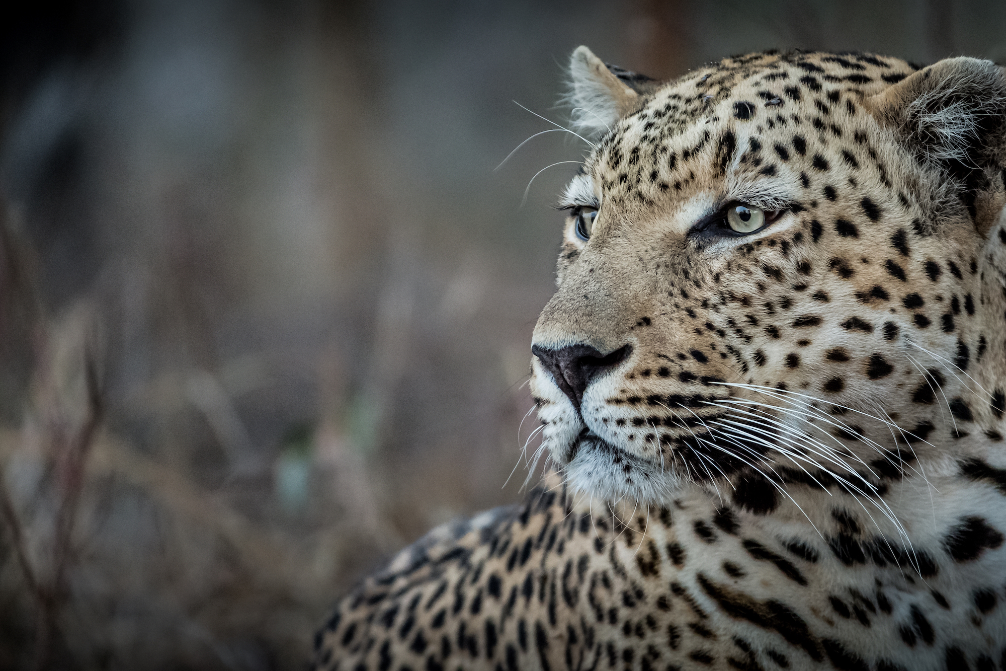 South Africa