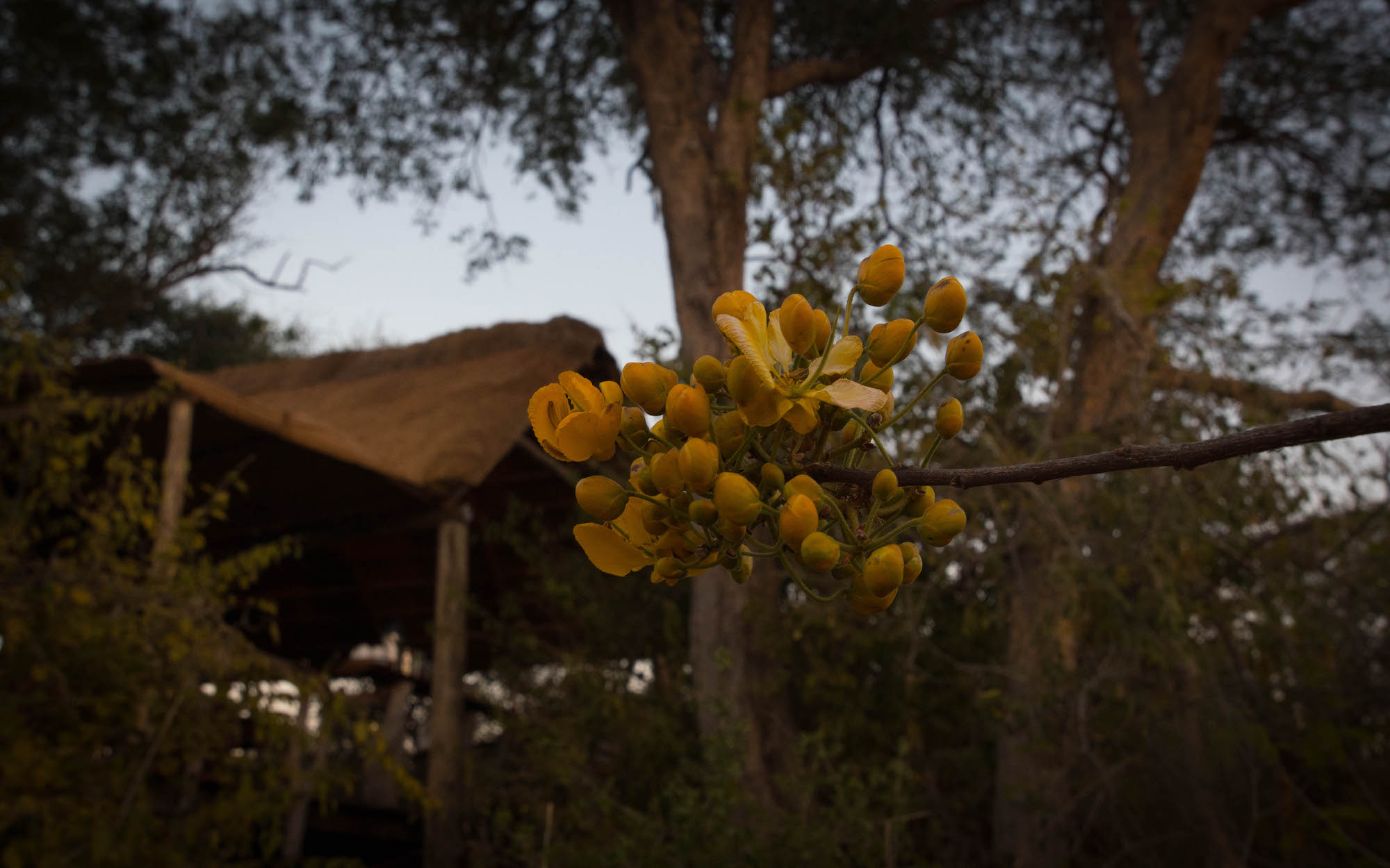 NTEMWA BUSANGA CAMP