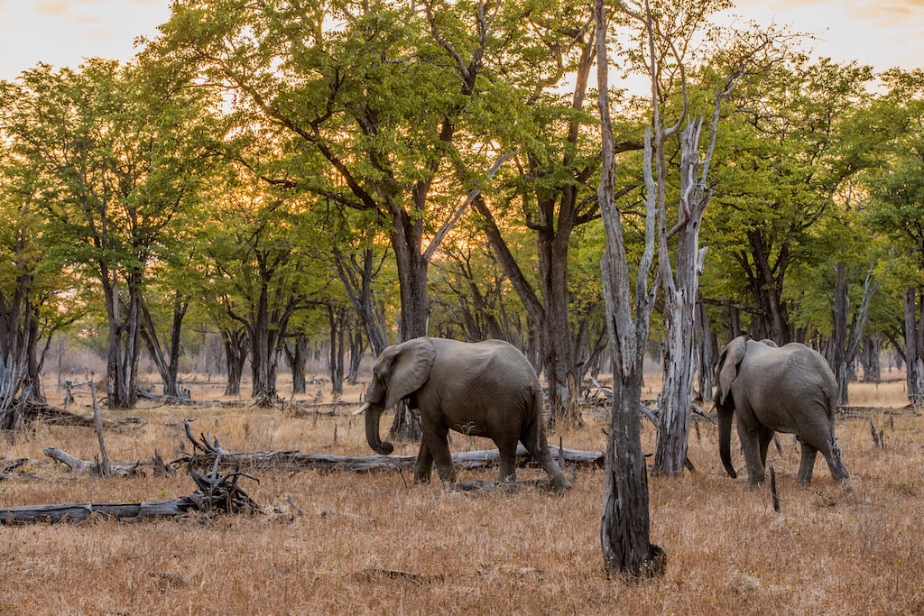 Zambia