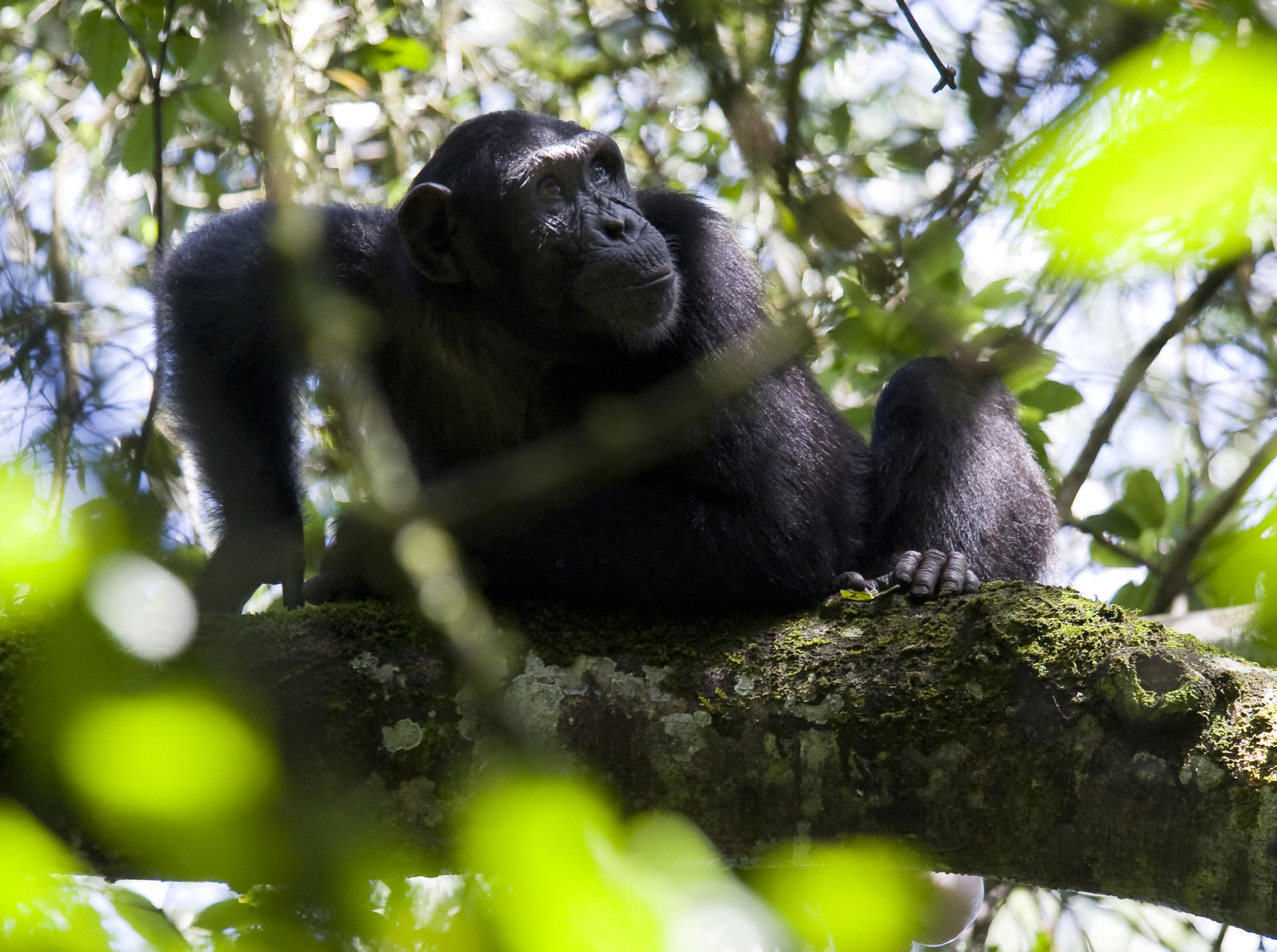 PRIMATE LODGE KIBALE