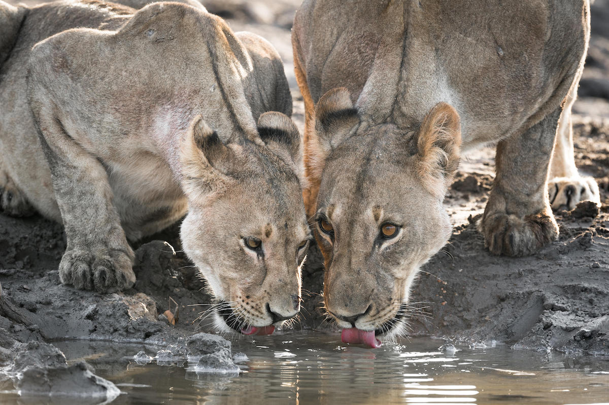 ANDERSSONS AT ONGAVA