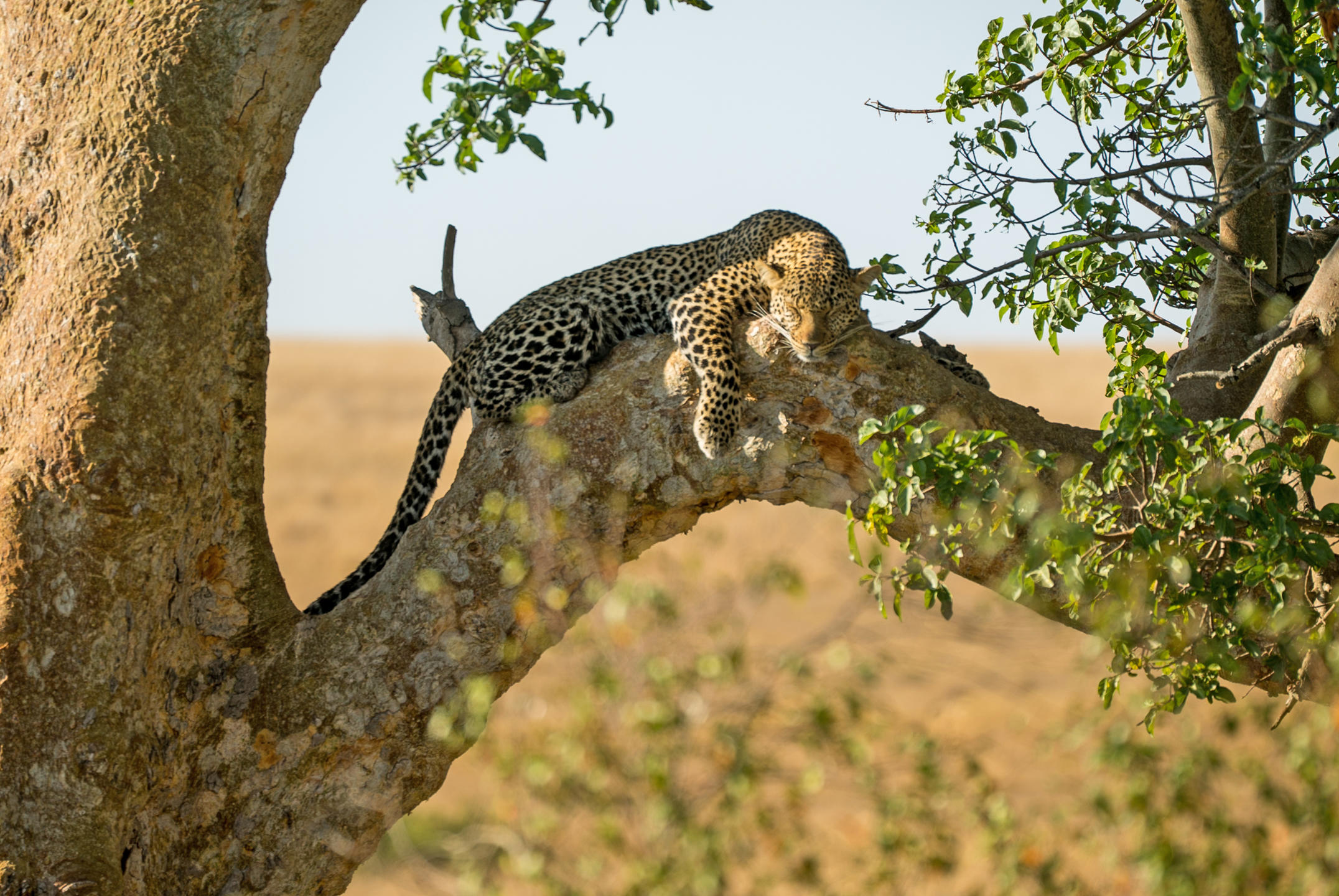 LEOPARD HILL