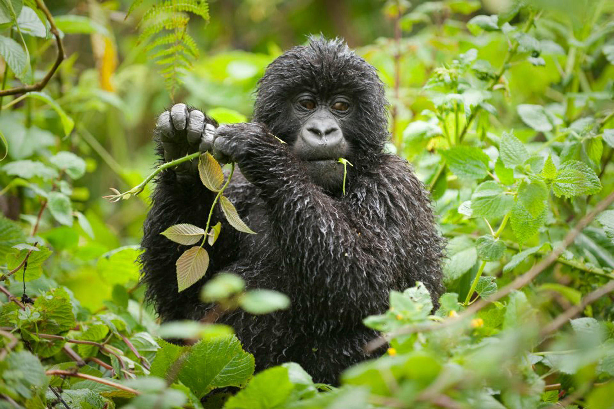 BWINDI LODGE