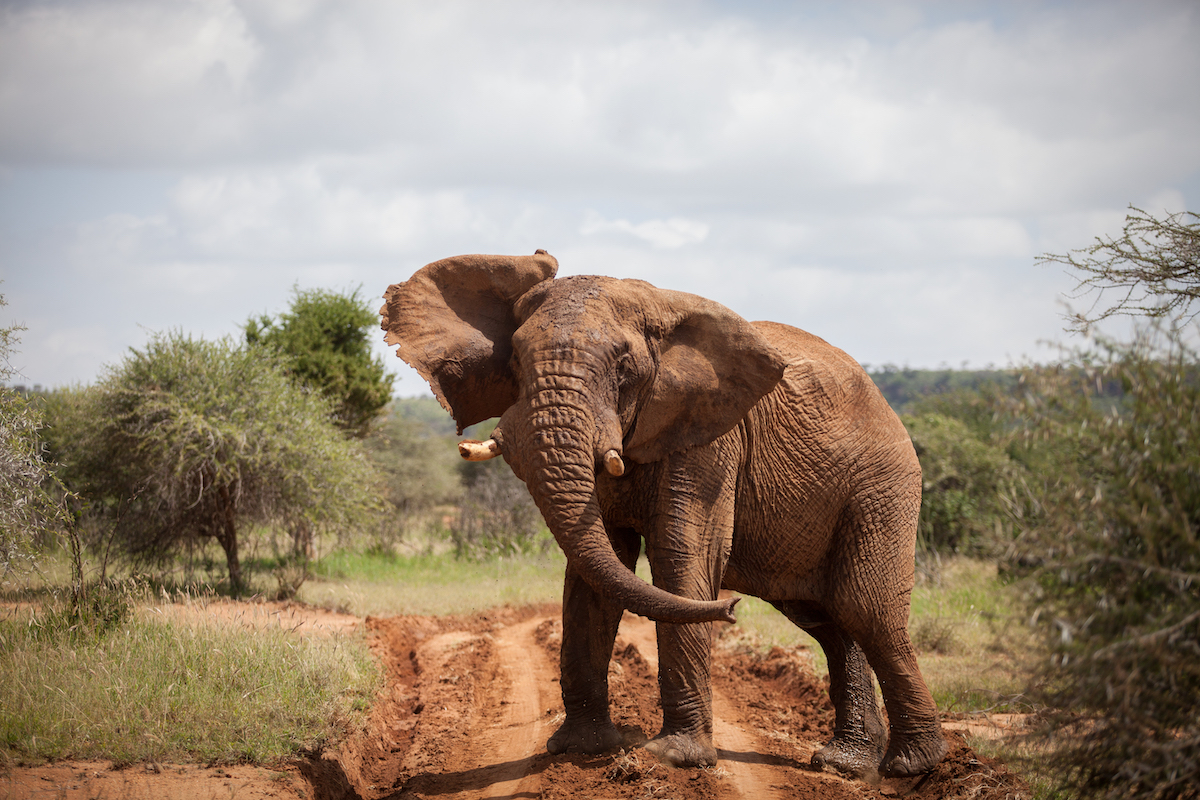 LOISABA TENTED CAMP