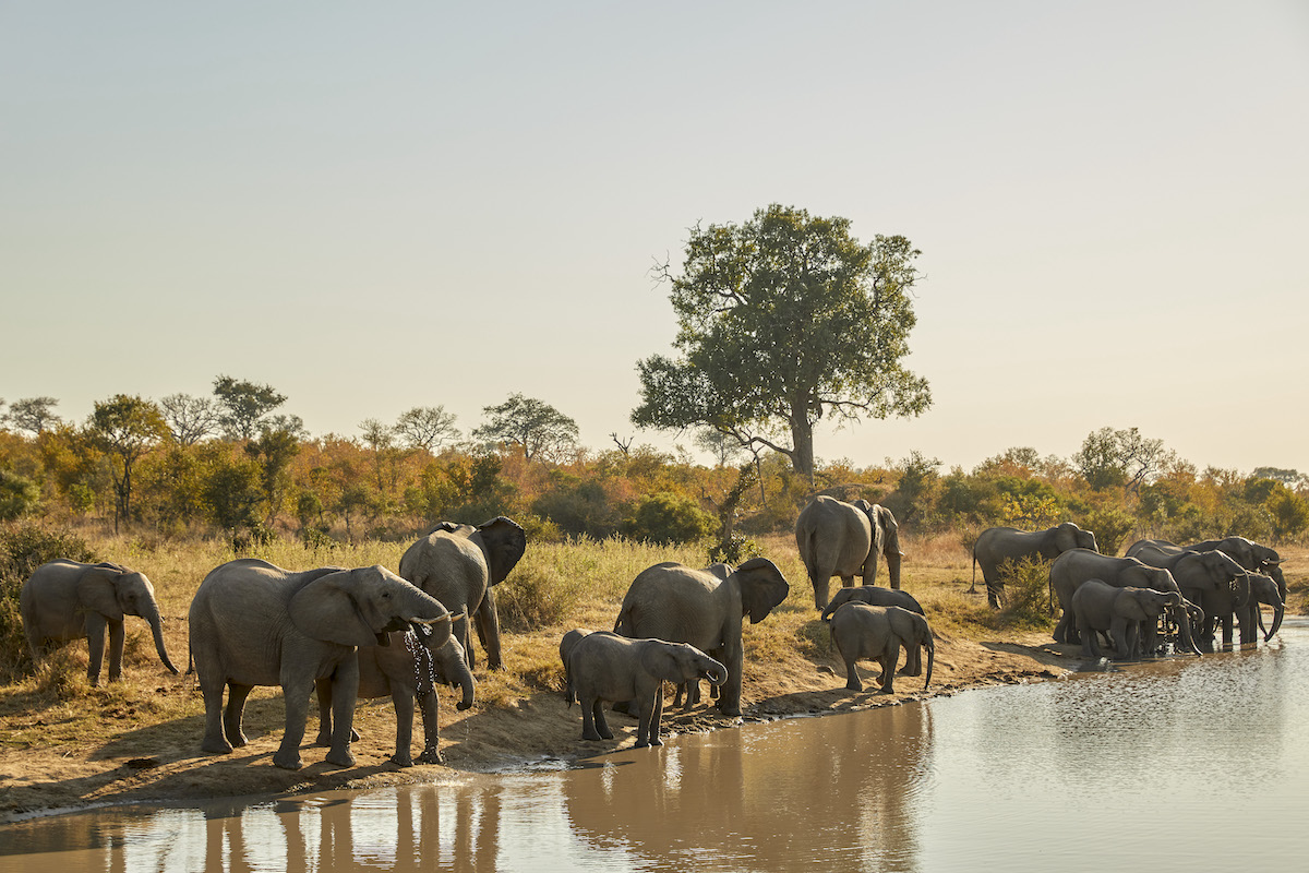 MALEWANE LODGE