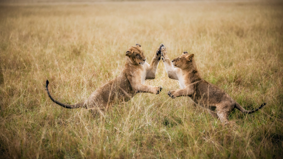 LOISABA TENTED CAMP
