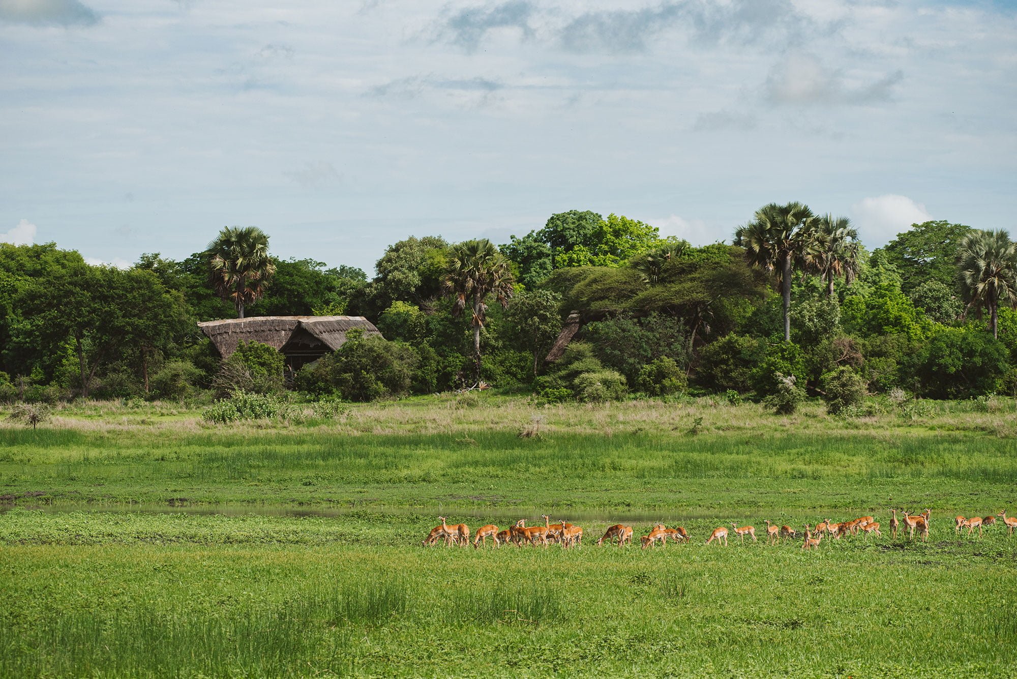 KATAVI WILDLIFE CAMP